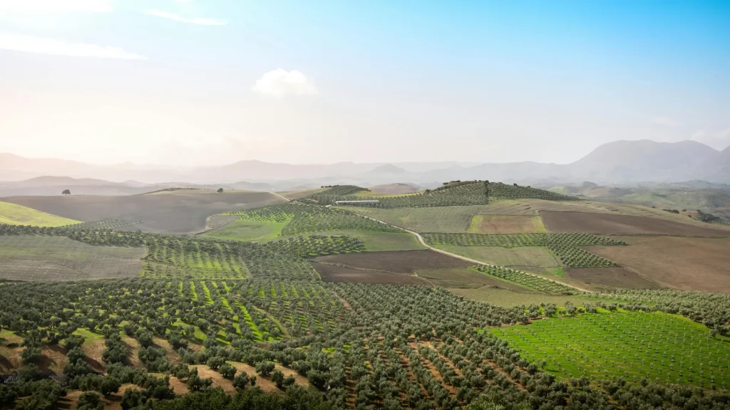 Olive Oil Manufacturing extra virgin olive oil worldwide, olive oil supplier