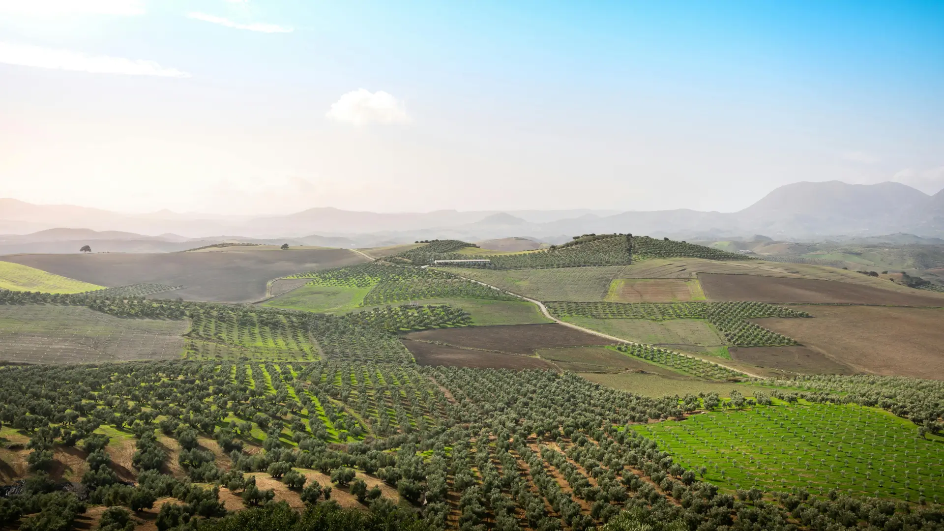 Olive Oil Manufacturing extra virgin olive oil worldwide