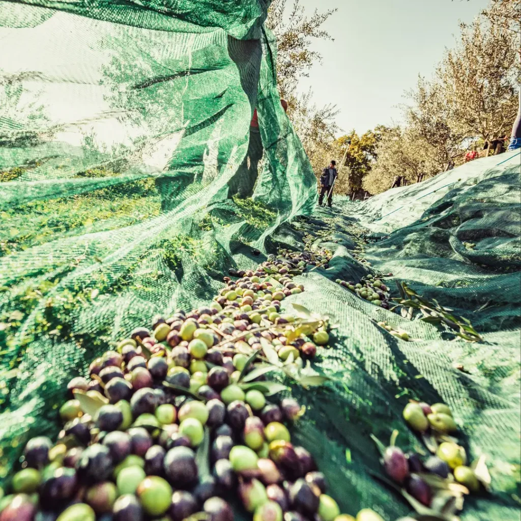 Hand-harvesting olives at Sperlonga S.p.A.