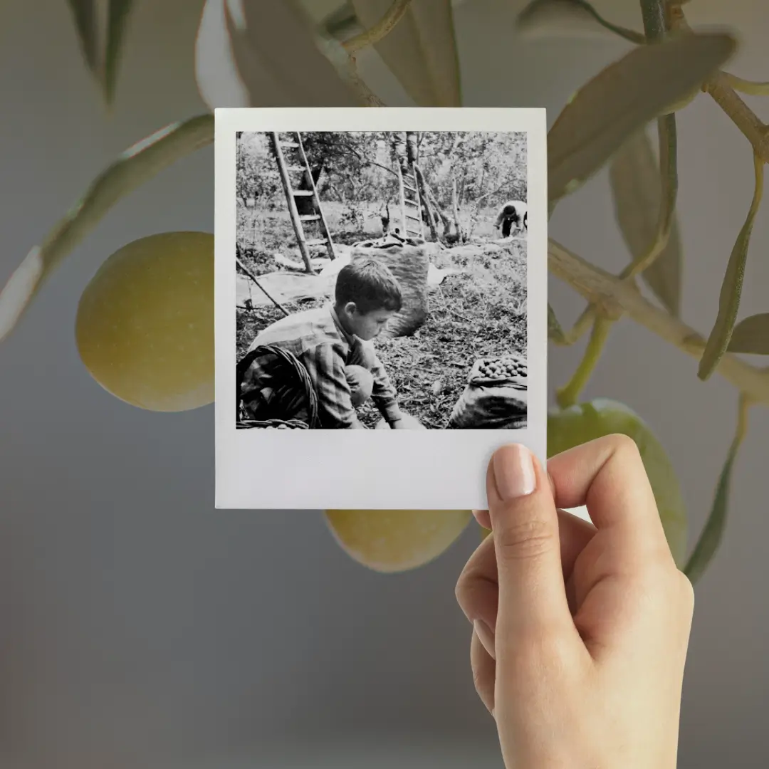 Historical photo of a child harvesting olives