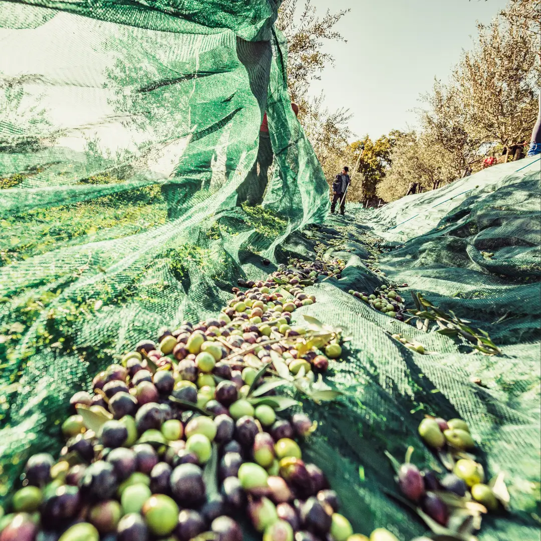 Hand-harvesting olives at Sperlonga S.p.A.