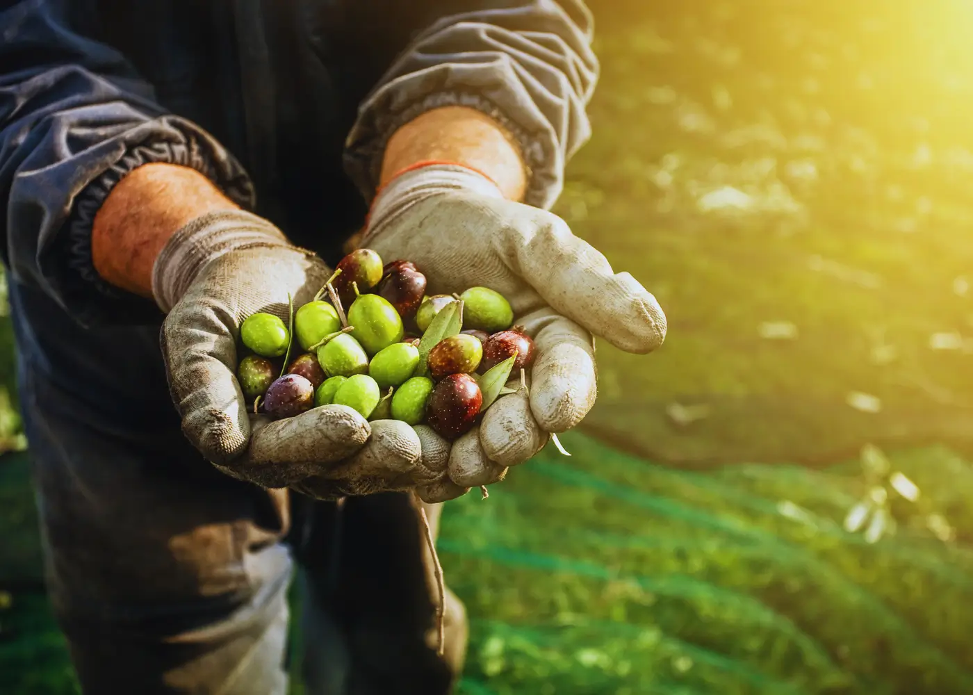 Olive grove Sperlonga